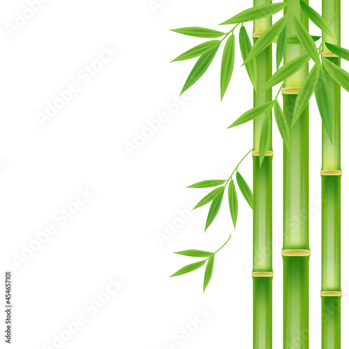 Realistic green bamboo tree leaf on white square background. Image illustration