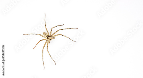 spider on white background, hunter, dangerous animal © waranyu