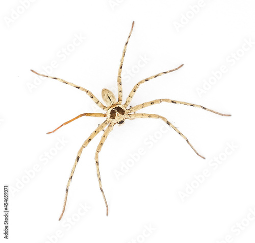 spider on white background, hunter, dangerous animal