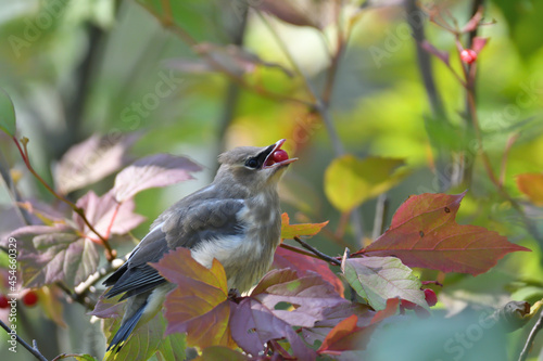 immature cedar waxwing bird 