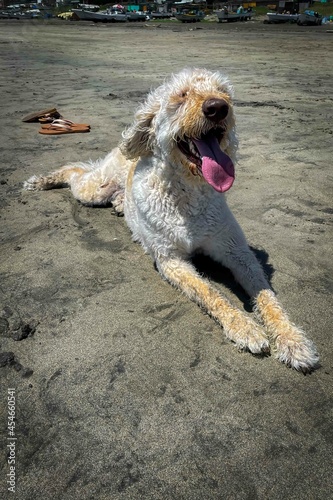 Labradoodle Relaxing © Bill Chizek