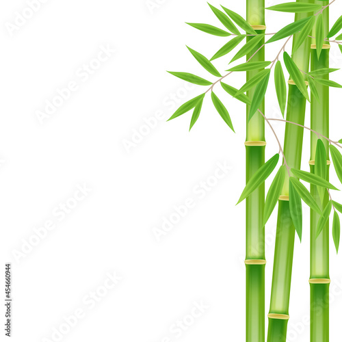 Realistic green bamboo tree leaf on white square background. Image illustration © Adi