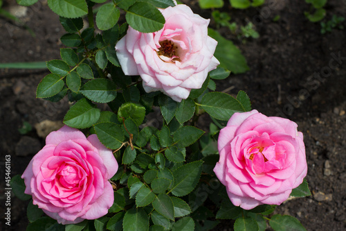 Three luxurious pink roses on a background of glossy dark green foliage of the bush. Copy space. Artistic image - floral design for poster, greeting card, postcard or floriculture concept