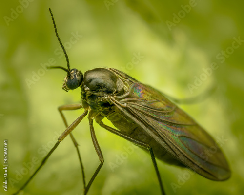 Macrophotography of a fly Fungus Gnat with natural green background. photo