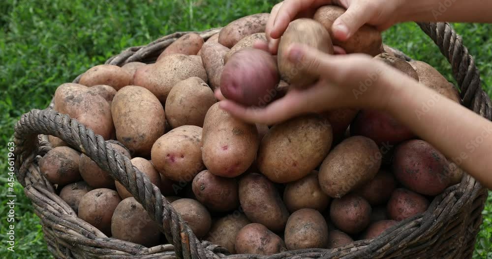 Person sorts out potatoes. Harvesting potato in the garden. Basket with potatoes. Home gardening Person sorts out potatoes. Harvesting potato in the garden. Basket with potatoes. Home gardening
