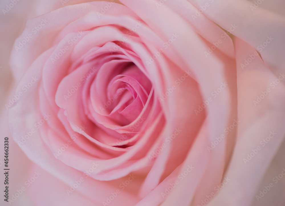 wedding flower decoration selective focus, soft focus of white flower
wedding flower decoration selective focus, soft focus of white flower