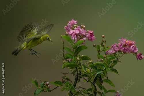 Beautiful Colibri bird sipping honey flower with colorful bokeh background.