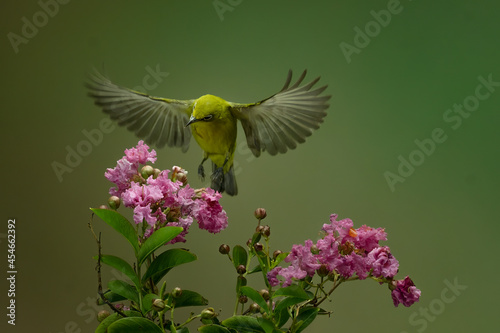 Beautiful Colibri bird sipping honey flower with colorful bokeh background. © lisdiyanto