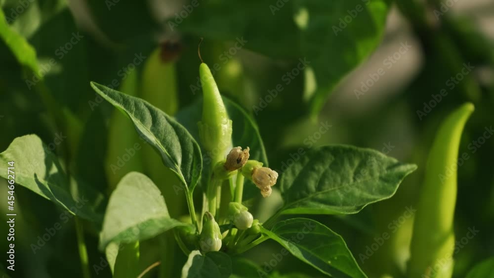 Ripe pepper plant growing in homemade greenhouse in 4K VIDEO. Fresh bunch of green natural paprika on branch in vegetable garden. Organic farming, healthy food, BIO viands, back to nature concept. Ripe pepper plant growing in homemade greenhouse in 4K VIDEO. Fresh bunch of green natural paprika on branch in vegetable garden. Organic farming, healthy food, BIO viands, back to nature concept.