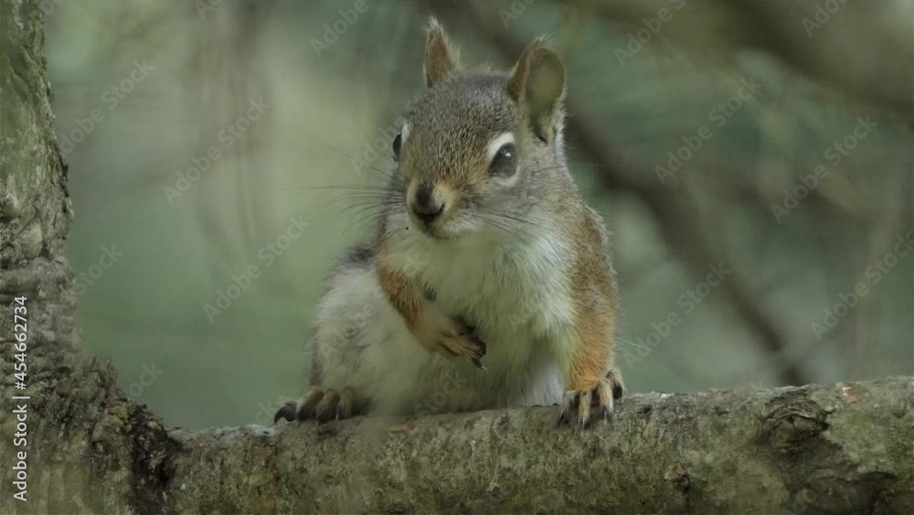 A Gray squirrel rests on a branch and jumps away. Close up. A Gray squirrel rests on a branch and jumps away. Close up.