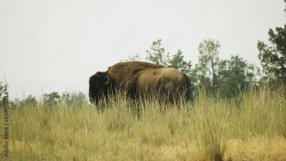 One Adult Bison Standing In Tall Grass Field. Montana, United States. Medium shot.