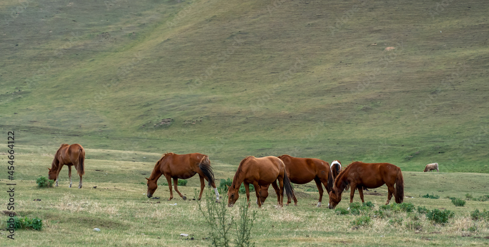 horses graze in the meadow. horses graze at the foot of the mountains. pets walk in the steppe horses graze in the meadow. horses graze at the foot of the mountains. pets walk in the steppe