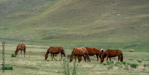 horses graze in the meadow. horses graze at the foot of the mountains. pets walk in the steppe © denis