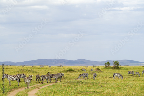 Magnificent landscape of the savanna with zebra herds under wide skies  Kenya  Masai Mara National Reserve 