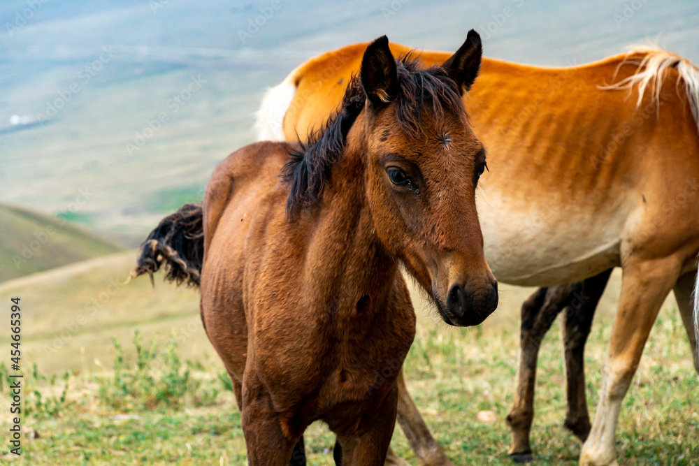 Obraz premium horses graze in the meadow. horses graze at the foot of the mountains. pets walk in the steppe