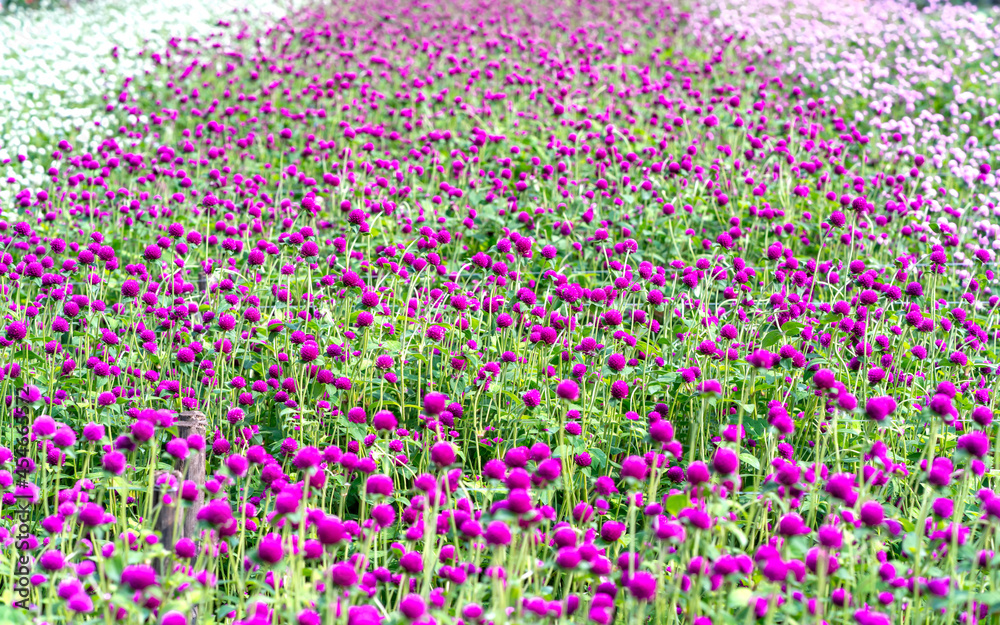 The purple Globe Amaranth flower field blooms in the eco-tourism area. Flowers are used to decorate the way to create a cool landscape for people's living space