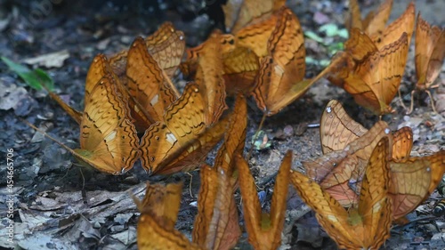 A kaleidoscope of Thai Cruiser, Vindula erota, feeding on minerals on the forest ground in Kaeng Krachan National Park, UNESCO World Heritage, Thailand. photo