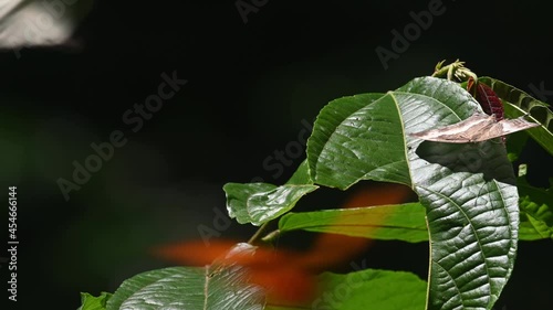 Facing the right while perched on a leaf and then flies away as a Marbled Map, Cyrestis cocles, arrives; Orange Albatross, Appias nero, Kaeng Krachan National Park, UNESCO World Heritage, Thailand photo