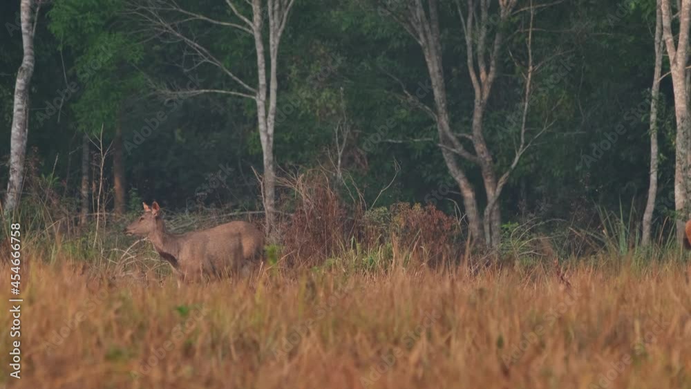 Seen looking to the left curiously then stoops down to graze during a summer morning; Sambar Deer, Rusa unicolor, Phu Khiao Wildlife Sanctuary, Thailand.