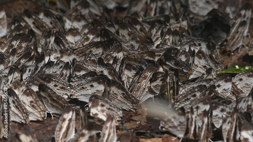 Marbled Map, Cyrestis cocles, Kaeng Krachan National Park, UNESCO World Heritage, Thailand; kaleidoscope of these lovely butterflies feeding on minerals in the morning while others fly around. photo