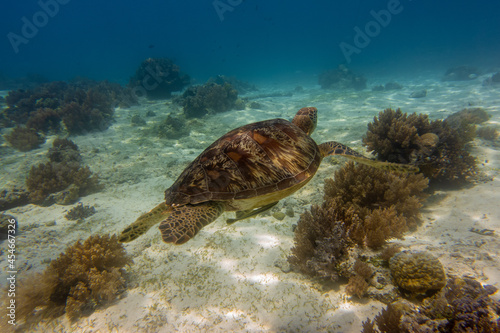                                                                                                                                                           Sea turtle seen while diving at Balicasag Island  near Panglao Island  Bohol Province  Visayas  Philippines.