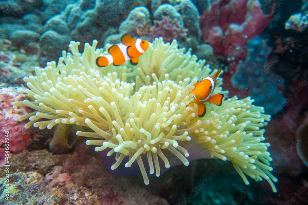 フィリピン、ビサヤ地方、ボホール州、パングラオ島近くのバリカサグ島でダイビングしている風景  Scenery of diving in Balicasag Island near Panglao Island, Bohol Province, Visayas, Philippines. 