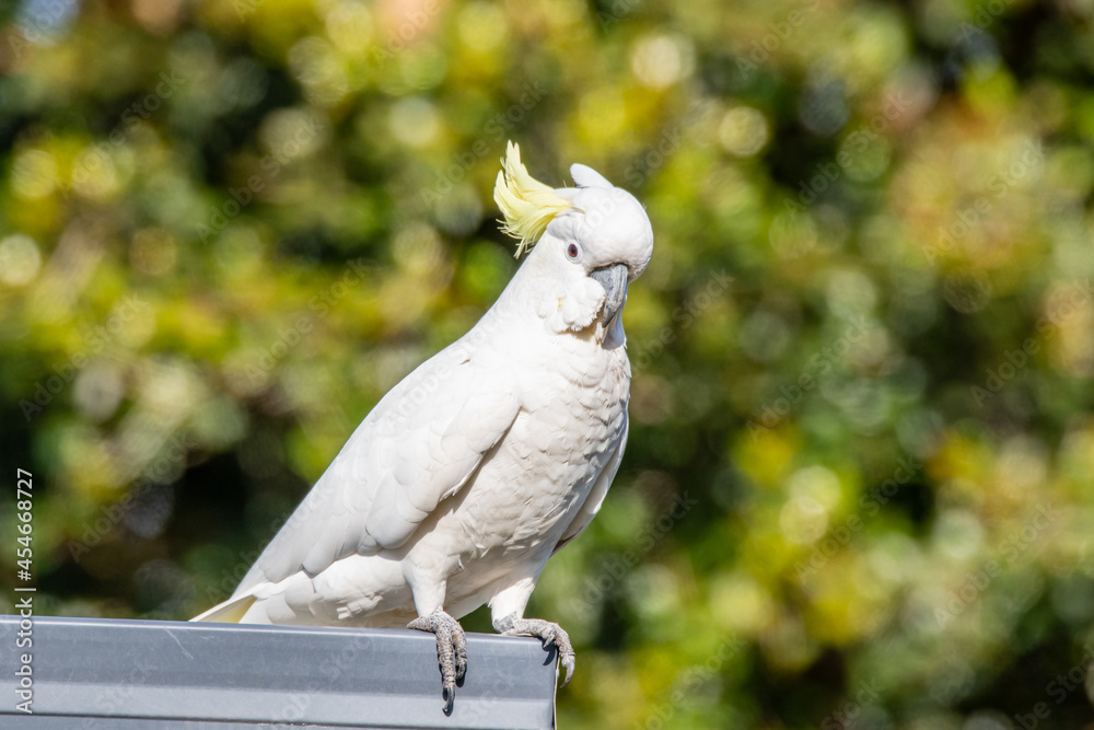 Sulphur-crested Cockatoo on wire in the late afternoon sunlight Sulphur-crested Cockatoo on wire in the late afternoon sunlight