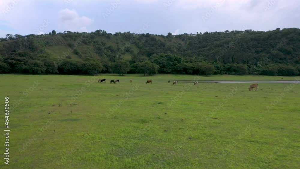 Flying Towards Cows Grazing In Green Farmland, Tranquil Scene, Presa Taveras, Dominican Republic Flying Towards Cows Grazing In Green Farmland, Tranquil Scene, Presa Taveras, Dominican Republic