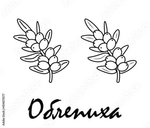 Badge sea buckthorn with the inscription "sea buckthorn" in Russian. Vector, eps