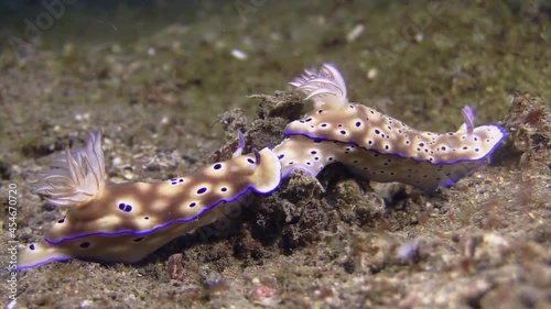 nudibranches risbecia tryoni showing tailing behavior, underwater shot on sandy bottom in indopacific photo