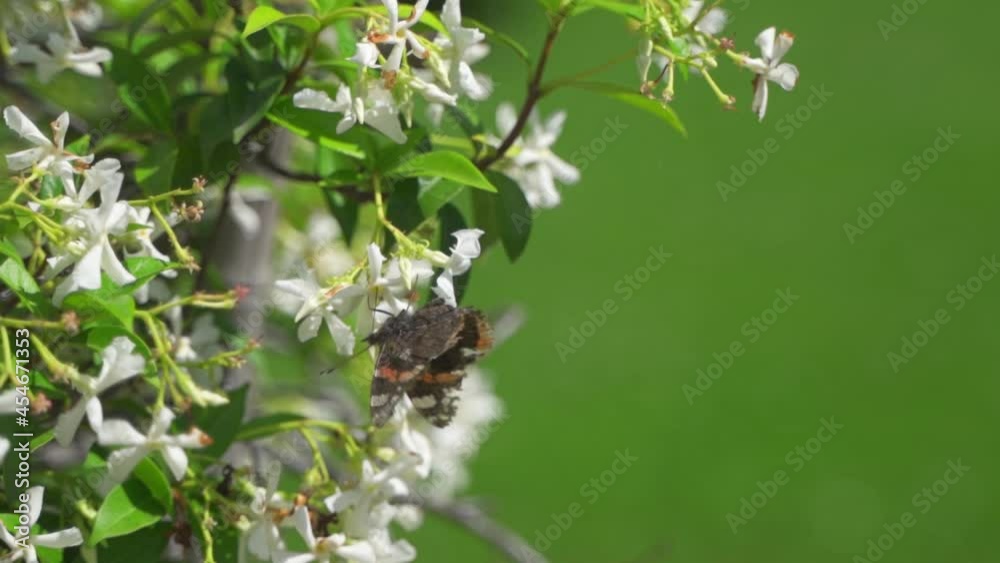 Close up, slow motion of a butterfly feeding on a Jasmine flower before flapping its wings and flying away Close up, slow motion of a butterfly feeding on a Jasmine flower before flapping its wings and flying away