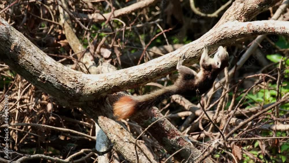 Finlayson's Squirrel, Callosciurus finlaysonii, Khao Yai National Park, UNESCO World Heritage, Thailand; seen under a branch of a fallen tree foraging for something to eat. Finlayson's Squirrel, Callosciurus finlaysonii, Khao Yai National Park, UNESCO World Heritage, Thailand; seen under a branch of a fallen tree foraging for something to eat.