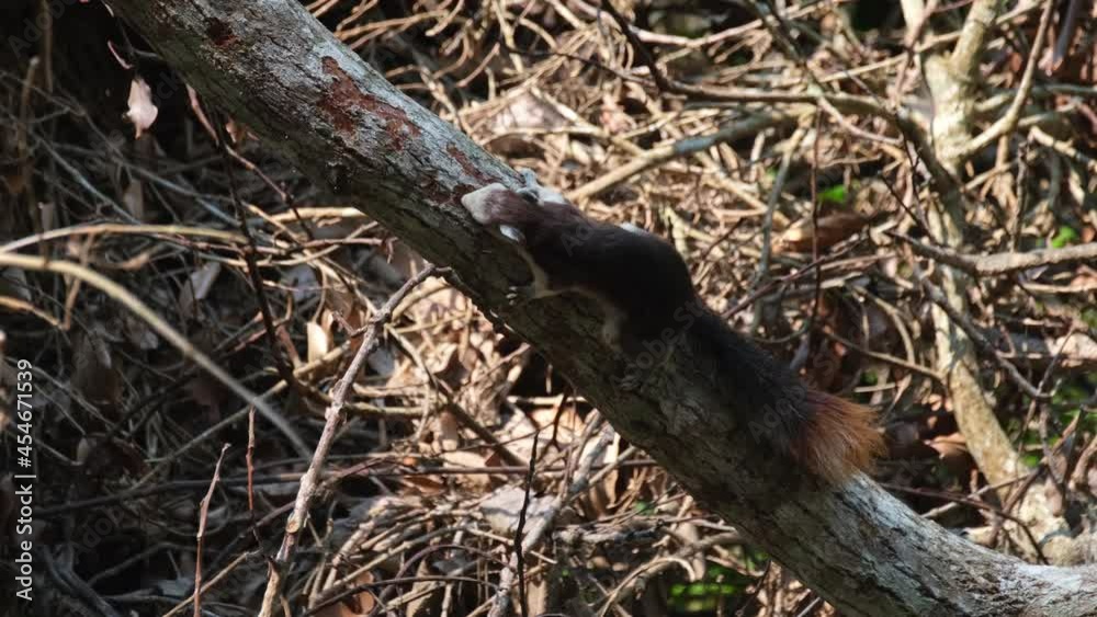 Seen biting off the bark of a diagonal fallen branch and then changes position; Finlayson's Squirrel, Callosciurus finlaysonii, Khao Yai National Park, UNESCO World Heritage, Thailand. Seen biting off the bark of a diagonal fallen branch and then changes position; Finlayson's Squirrel, Callosciurus finlaysonii, Khao Yai National Park, UNESCO World Heritage, Thailand.