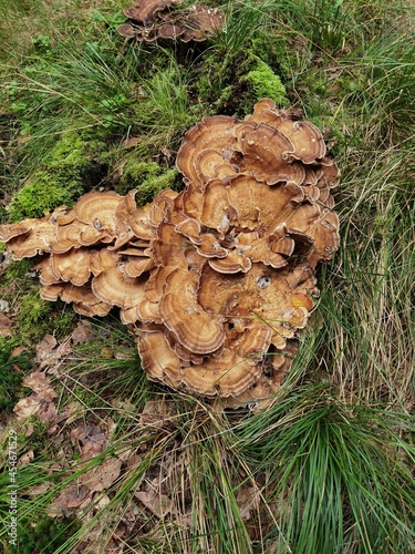 mushrooms on the tree