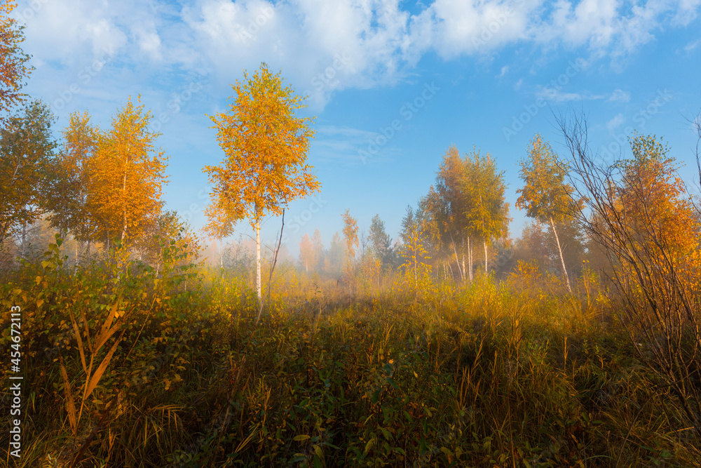 Fototapeta premium Beautiful autumn sunrise landscape. Foggy morning at the scenic golden copse with birch trees under blue sky with clouds.