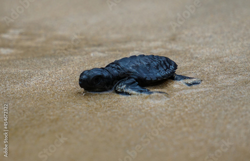 turtle on the beach stock photo
