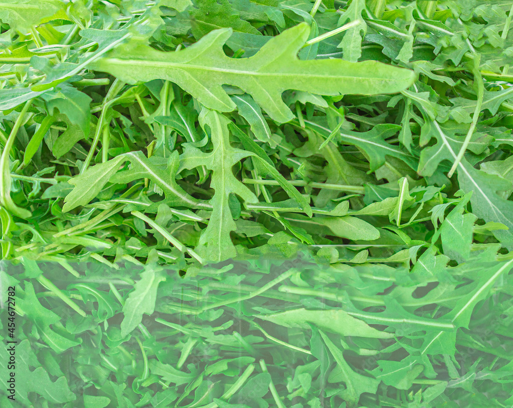 Fototapeta premium Arugula herb as a background. Green fresh Rocket salad or arugula leaf,, macro textura