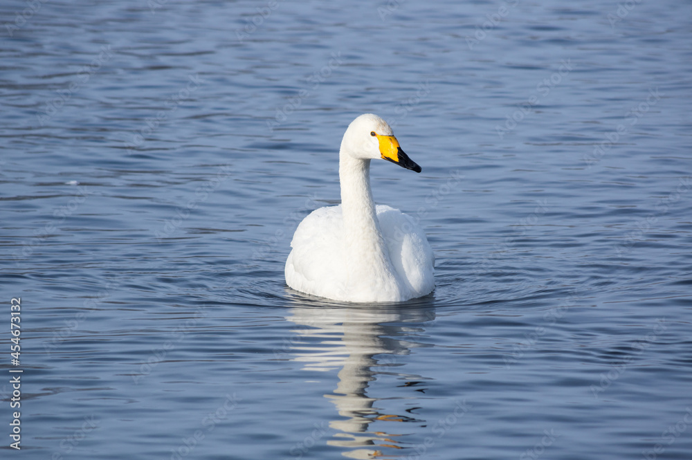 White swans swimming in the nonfreezing winter lake White swans swimming in the nonfreezing winter lake