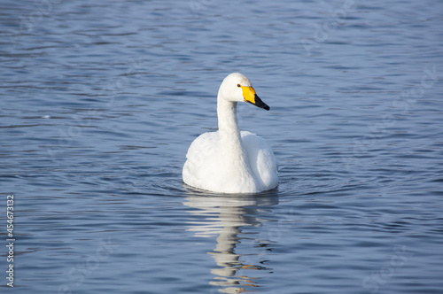 Fototapeta Naklejka Na Ścianę i Meble -  White swans swimming in the nonfreezing winter lake