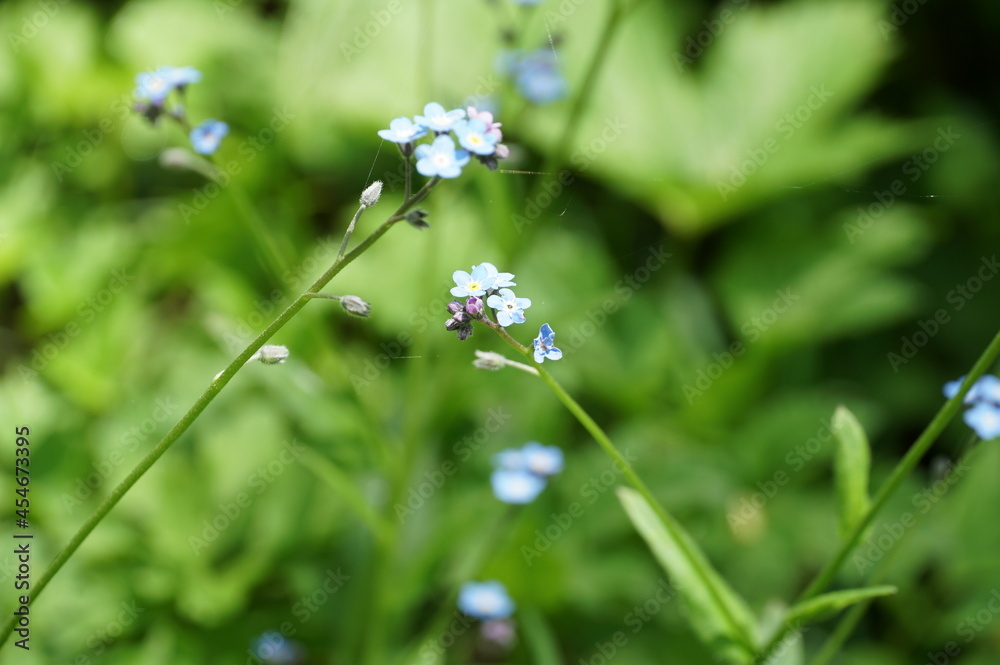 上高地、穂高連邦をハイキング。　道端に咲く高原植物。