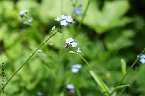 上高地、穂高連邦をハイキング。 道端に咲く高原植物。