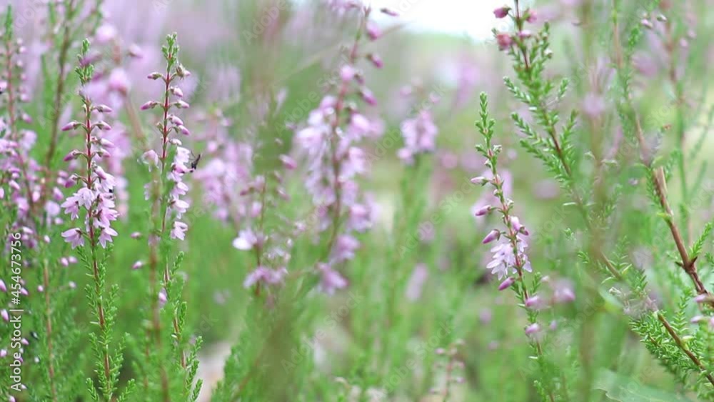 Heather blooms in the forest.Heather blooms in the forest. Blooms in the forest or gardens. Heather blooms in the forest.Heather blooms in the forest. Blooms in the forest or gardens.