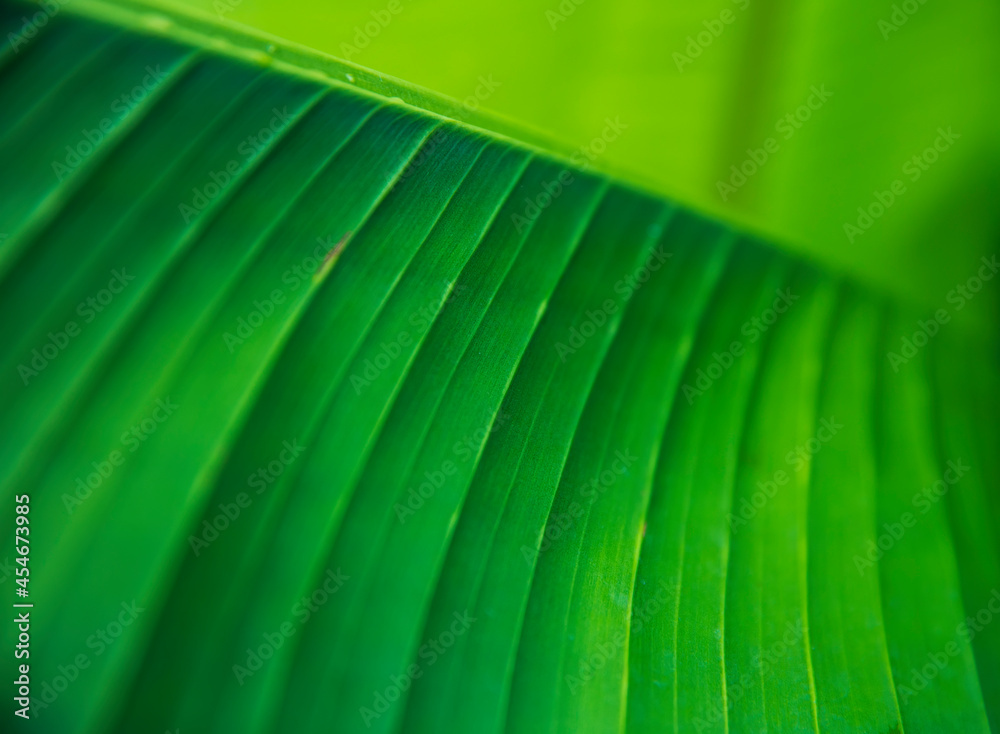 Green tropical banana leaf pattern Green tropical banana leaf pattern