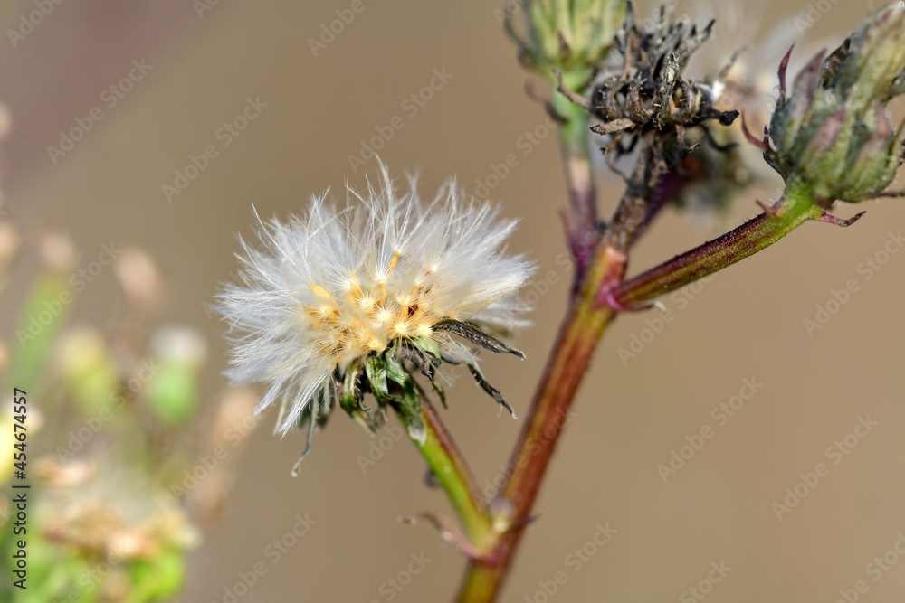 hawkweed oxtongue // Gewöhnliches Bitterkraut (Picris hieracioides) hawkweed oxtongue // Gewöhnliches Bitterkraut (Picris hieracioides)