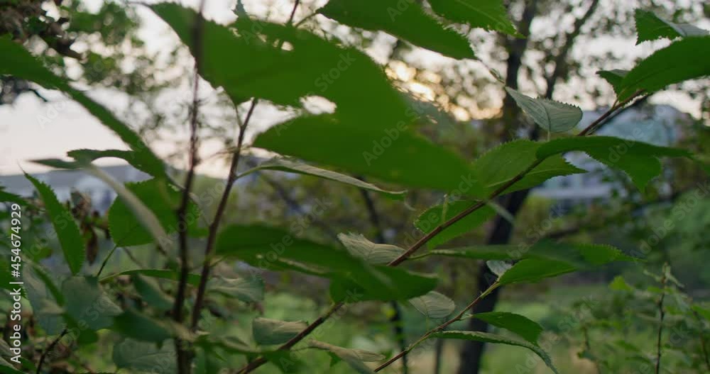 Tracking shot of sunshine peeking through tree branches Tracking shot of sunshine peeking through tree branches