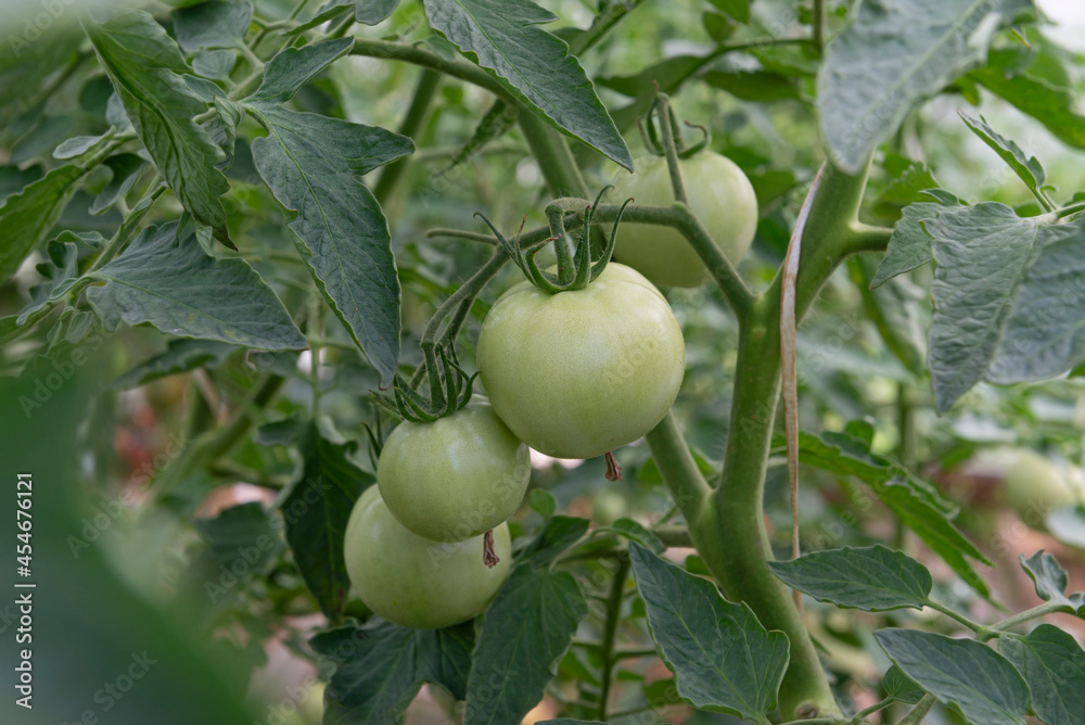 tomatoes