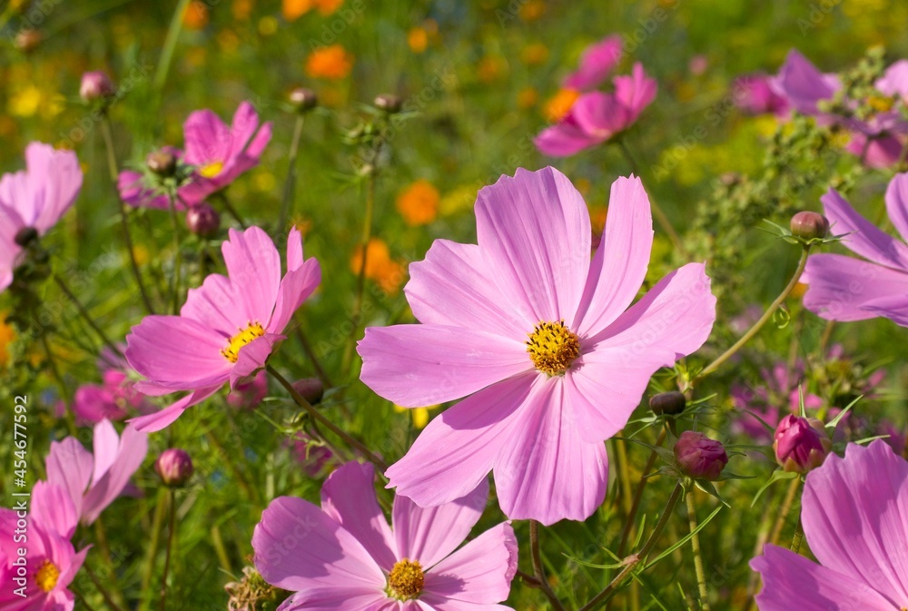 many light-pink cosmos flowers in the flower meadow many light-pink cosmos flowers in the flower meadow
