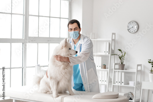 Veterinarian examining cute...