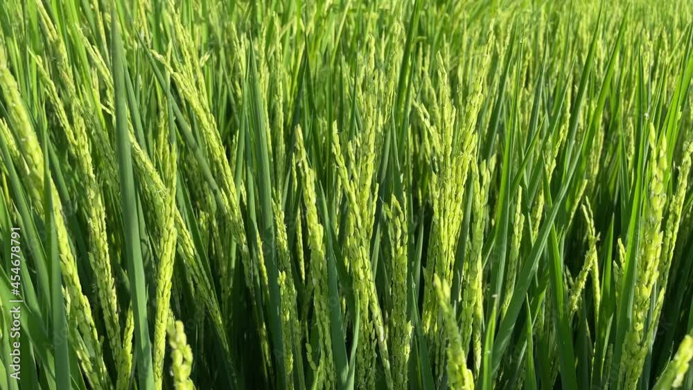 Rice field, rice, rice flower background material Rice field, rice, rice flower background material