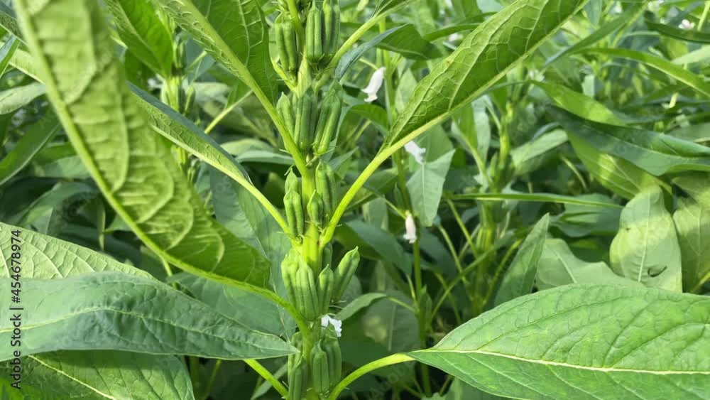 Multi-flowered sesame seeds grown in rural areas Multi-flowered sesame seeds grown in rural areas